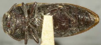 Media type: image;   Entomology 33804 Aspect: habitus ventral view